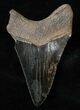 Serrated, Black Lower Megalodon Tooth #16232-2